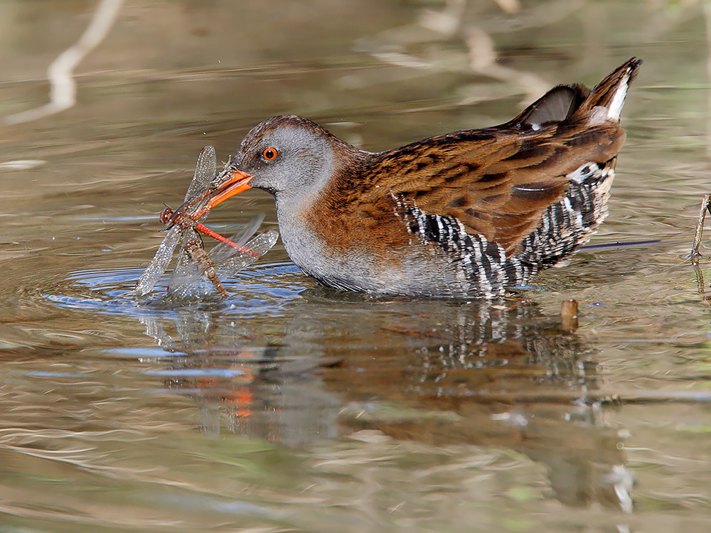Porciglione, sequenza di predazione